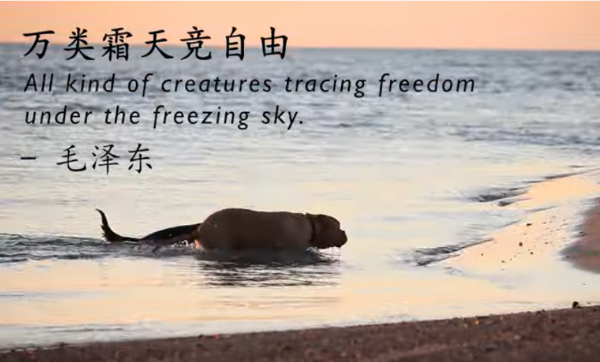 2020最佳體驗獎在2020“當考拉遇見熊貓”——中澳友好微視頻大賽中，作品《詩韻北領地》獲得“最佳體驗獎”。文化無國界，錦繡詩篇不僅能描繪中國山川河流大好的景象，也適用于描述其它地域大自然的波瀾壯闊。作者將中國古詩詞與過去幾年在北領地地區拍攝的自然風光相結合，向觀眾呈現出一幅幅中西方文化碰撞下的美妙畫卷。