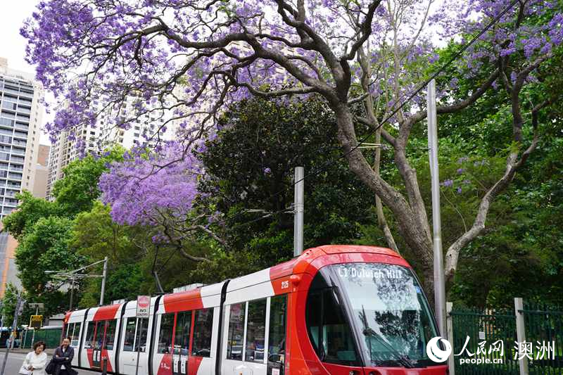 藍花楹盛放，裝扮悉尼春日街頭（攝影 沈詩洋）