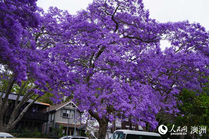藍花楹盛放，裝扮悉尼春日街頭（攝影 沈詩洋）